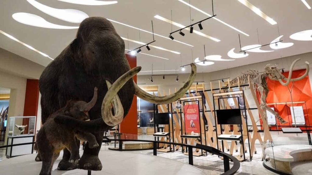 mamut-museo